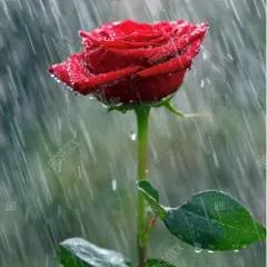 Babar Jann photo on Jungo Live