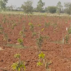 Prasa photo on Jungo Live