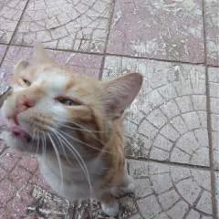 امين مديه photo on Jungo Live