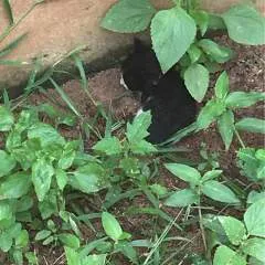 Thomas photo on Jungo Live