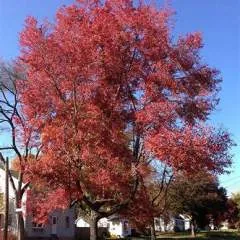 Frankie photo on Jungo Live