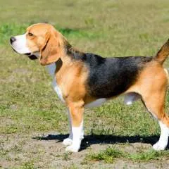 Tonmmy........ photo on Jungo Live