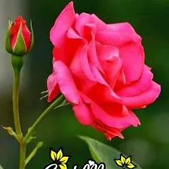 Sandy photo on Jungo Live