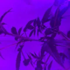 Ccboles photo on Jungo Live