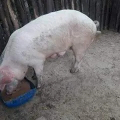 Porvora photo on Jungo Live