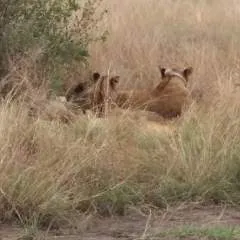 Hillary photo on Jungo Live