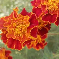 Avijit photo on Jungo Live