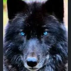 Kiki photo on Jungo Live