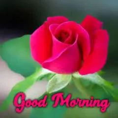 Lisa Belise photo on Jungo Live