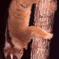 Boboy photo on Jungo Live