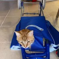 Weigel photo on Jungo Live