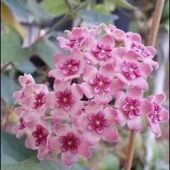 Poki photo on Jungo Live