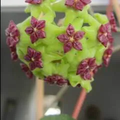 Poki photo on Jungo Live