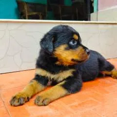 Rajesh photo on Jungo Live