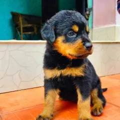 Rajesh photo on Jungo Live