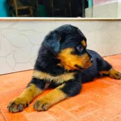 Rajesh photo on Jungo Live