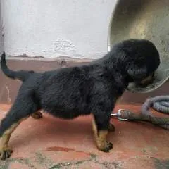 Rajesh photo on Jungo Live