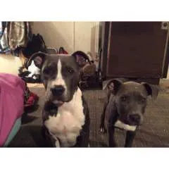 Big John. A/k/a. Da Bear photo on Jungo Live