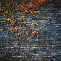 Rakib photo on Jungo Live