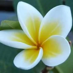 Saimum photo on Jungo Live