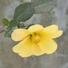 Sakura photo on Jungo Live