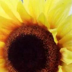 Sabrina photo on Jungo Live