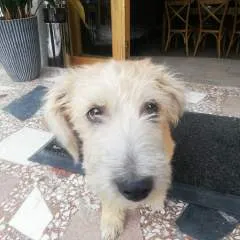 Basko photo on Jungo Live