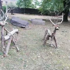 Basko photo on Jungo Live