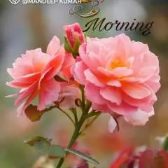 Deepa photo on Jungo Live