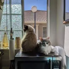 Mistressjuliana.... photo on Jungo Live