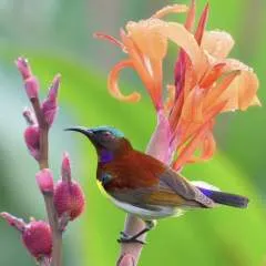 Mistressjuliana.... photo on Jungo Live