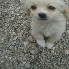 Youngman photo on Jungo Live