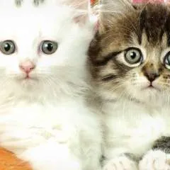 Ali Zughbi photo on Jungo Live