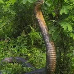 Dip Baruwa photo on Jungo Live