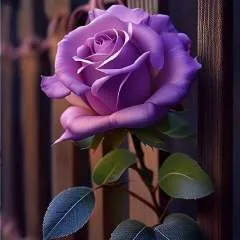 Raj photo on Jungo Live