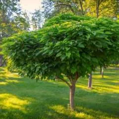 Dia photo on Jungo Live