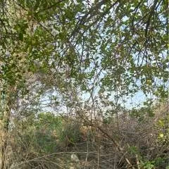 Anil photo on Jungo Live