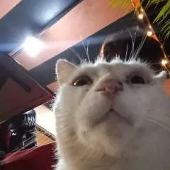 Pajaro Loco 🦜 photo on Jungo Live