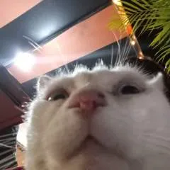 Pajaro Loco 🦜 photo on Jungo Live