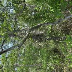 Ser photo on Jungo Live