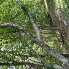 Ser photo on Jungo Live