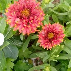 राहुल @g photo on Jungo Live