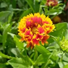 राहुल @g photo on Jungo Live