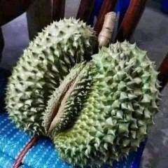 Aslan photo on Jungo Live