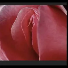 Iverytower photo on Jungo Live