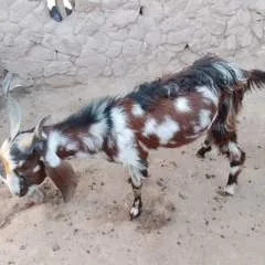 Majod photo on Jungo Live