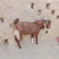 Majod photo on Jungo Live