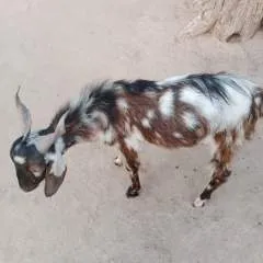 Majod photo on Jungo Live