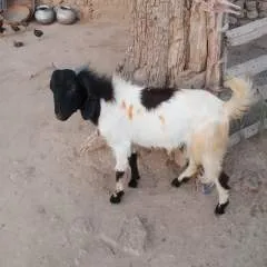 Majod photo on Jungo Live