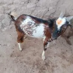 Majod photo on Jungo Live